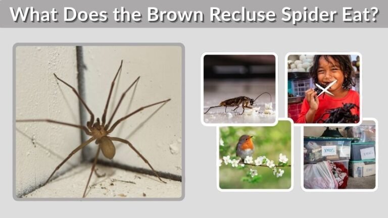 What Does the Brown Recluse Spider Eat?