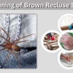Beginning of Brown Recluse Spider Bite: Early Signs