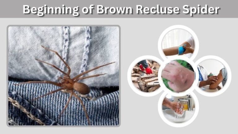 Beginning of Brown Recluse Spider Bite: Early Signs