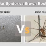 Cellar Spider vs Brown Recluse: How to Tell Them Apart