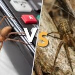 Brown Recluse Spider vs Hobo: Key Identification and Bite Differences