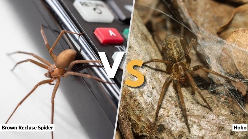 Brown Recluse Spider vs Hobo: Key Identification and Bite Differences