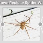 Brown Recluse Spider Web: What It Looks Like and How to Identify It