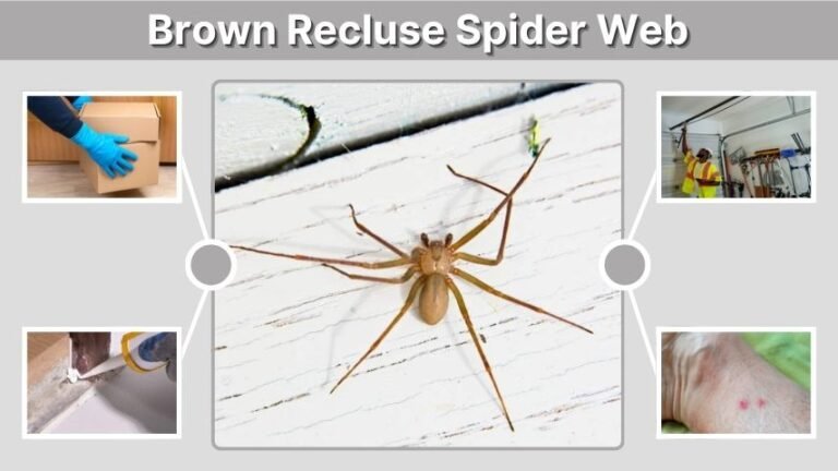 Brown Recluse Spider Web: What It Looks Like and How to Identify It