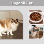 Ragdoll Cat Guide: Personality, Care, Lifespan & Facts