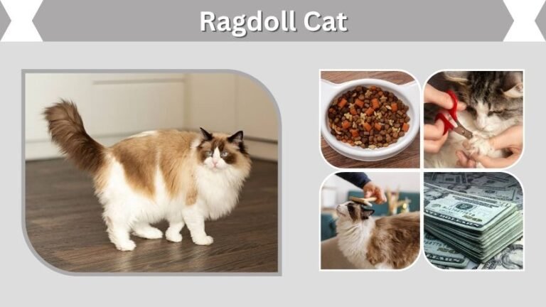 Ragdoll Cat Guide: Personality, Care, Lifespan & Facts