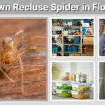 Brown Recluse Spider in Florida: Range, Bites, and Identification