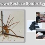 Brown Recluse Spider Eggs: Identification, Sac Look, and Safe Removal