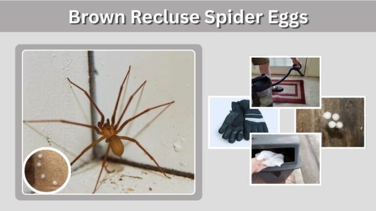 Brown Recluse Spider Eggs: Identification, Sac Look, and Safe Removal