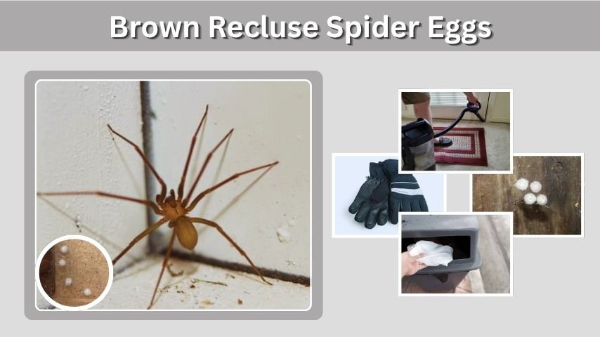 Brown Recluse Spider Eggs: Identification, Sac Look, and Safe Removal