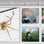 Brown Recluse Spider Size: How Big Do They Really Get?