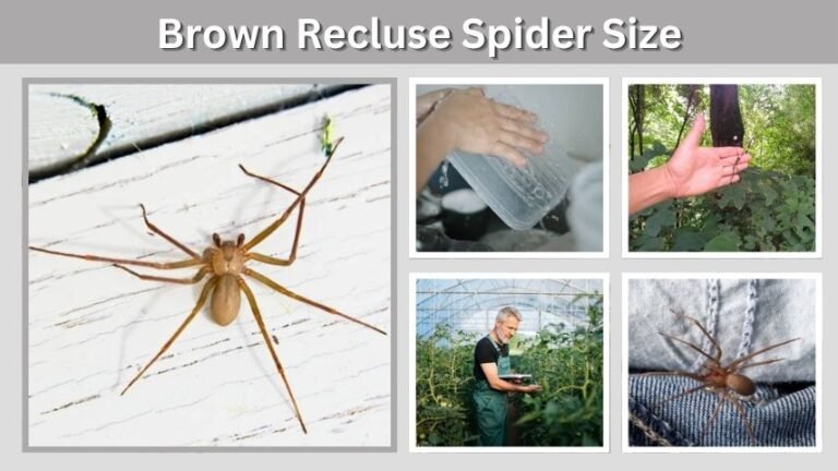 Brown Recluse Spider Size: How Big Do They Really Get?
