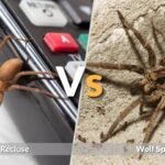 Brown Recluse vs Wolf Spider: Size, Bite, and Identification