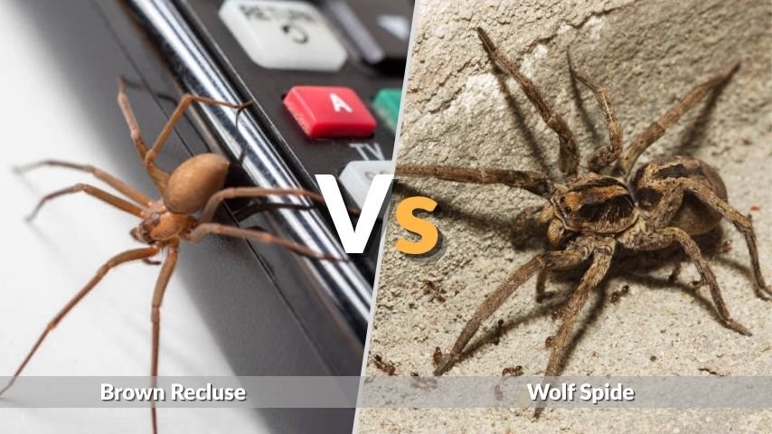 Brown Recluse vs Wolf Spider: Size, Bite, and Identification
