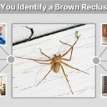 How Can You Identify a Brown Recluse Spider?