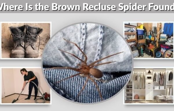 Where Is the Brown Recluse Spider Found? Indoors & Outdoors