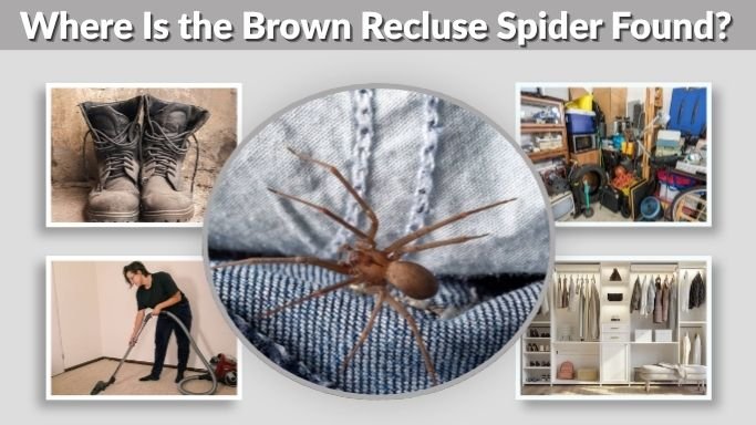 Where Is the Brown Recluse Spider Found? Indoors & Outdoors