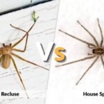 Brown Recluse or House Spider: Key Differences
