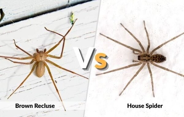 Brown Recluse or House Spider: Key Differences