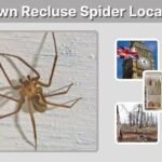 Brown Recluse Spider Location: Where They Are Found