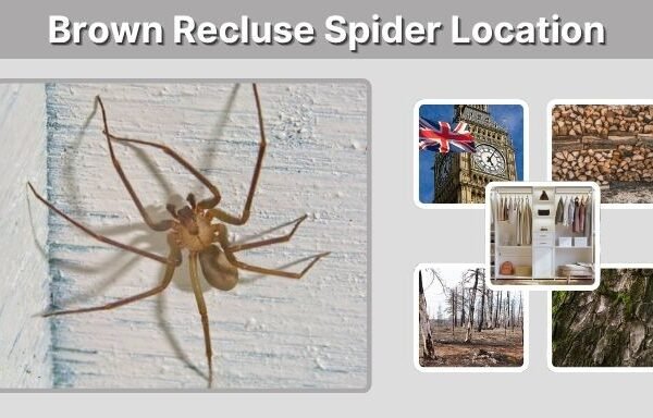 Brown Recluse Spider Location: Where They Are Found