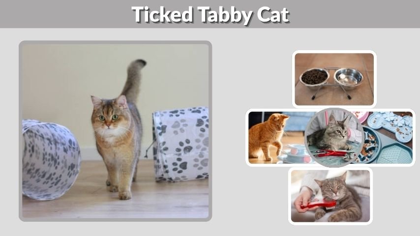 Ticked Tabby Cat: Colors, Traits and Care Guide