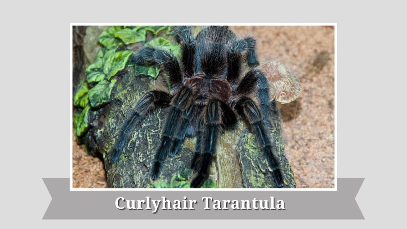 Curlyhair Tarantula