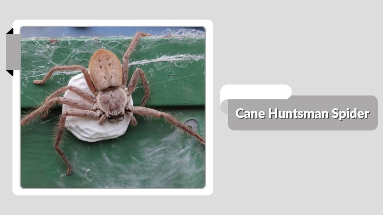 Cane Huntsman Spider