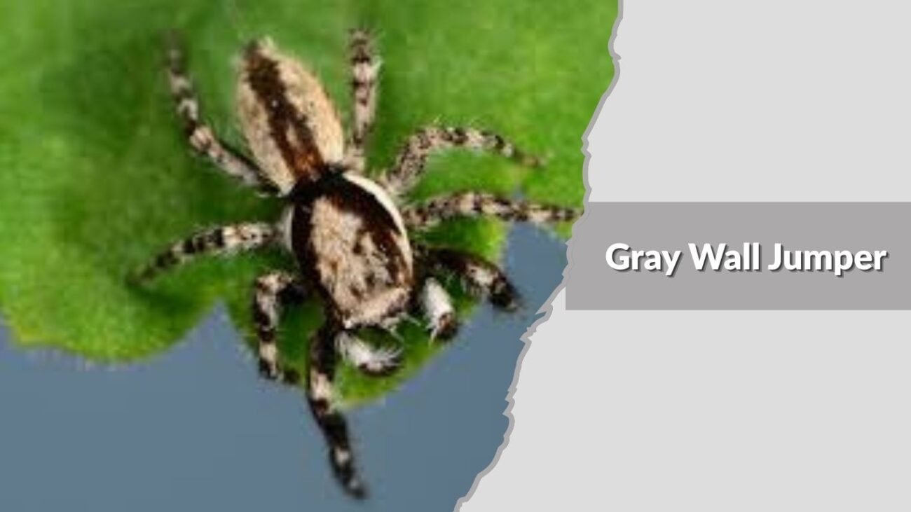 Gray Wall Jumper