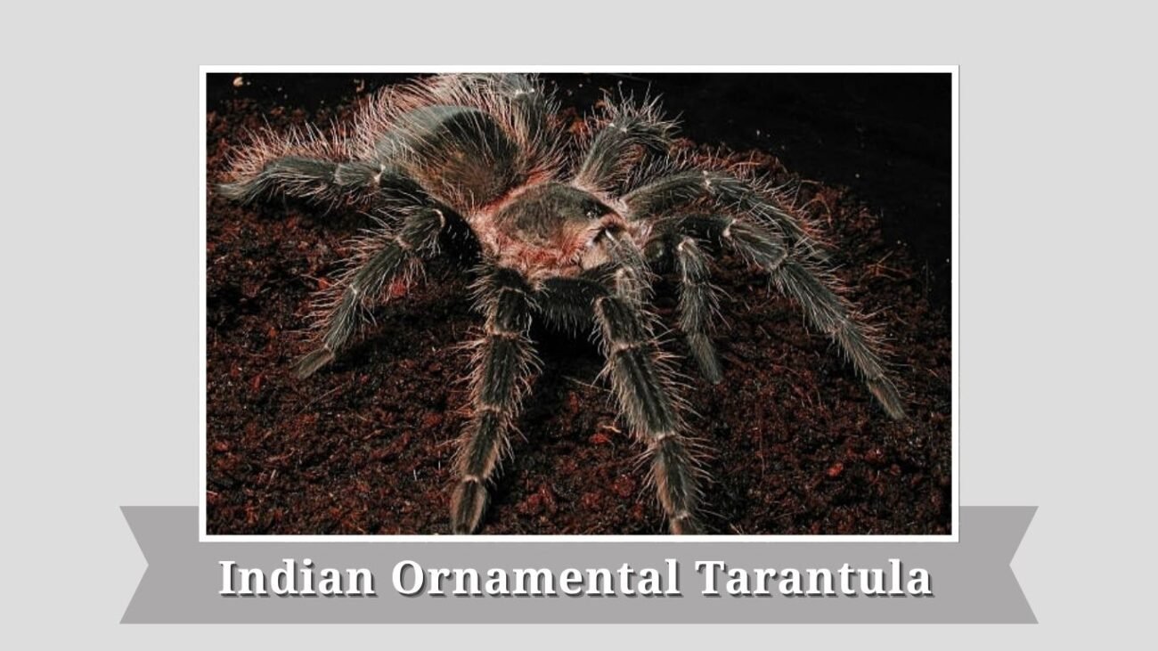  Indian Ornamental Tarantula