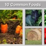 What Does a Domestic Rabbit Eat? 10 Common Foods