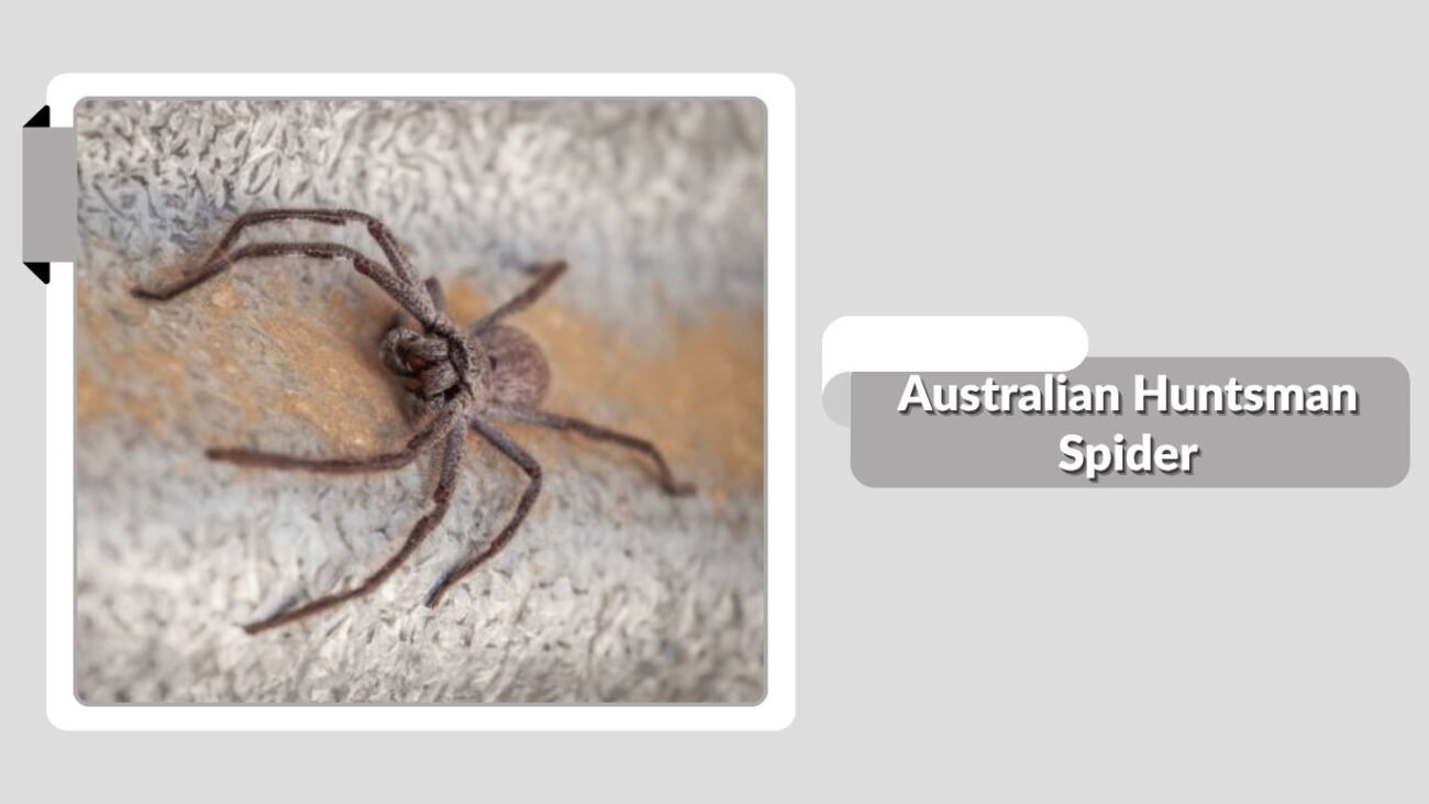 Australian Huntsman Spider