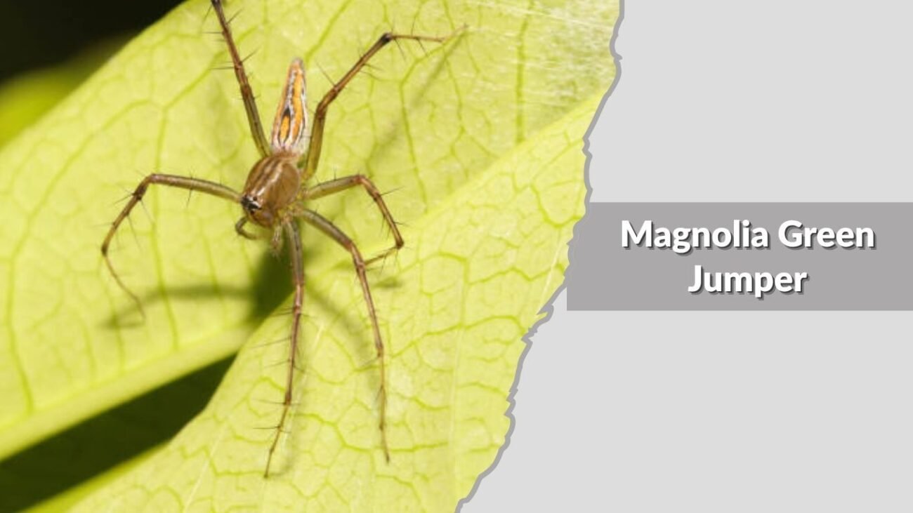 Magnolia Green Jumper