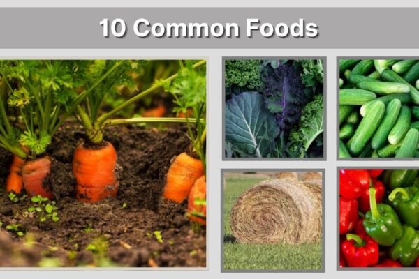 What Does a Domestic Rabbit Eat? 10 Common Foods