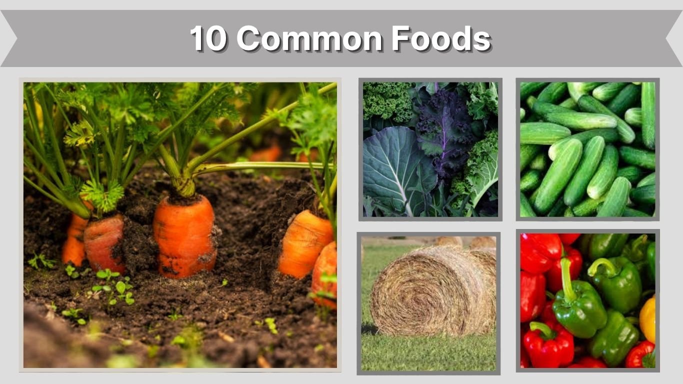 What Does a Domestic Rabbit Eat? 10 Common Foods