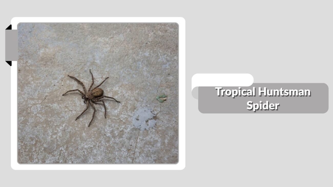 Tropical Huntsman Spider