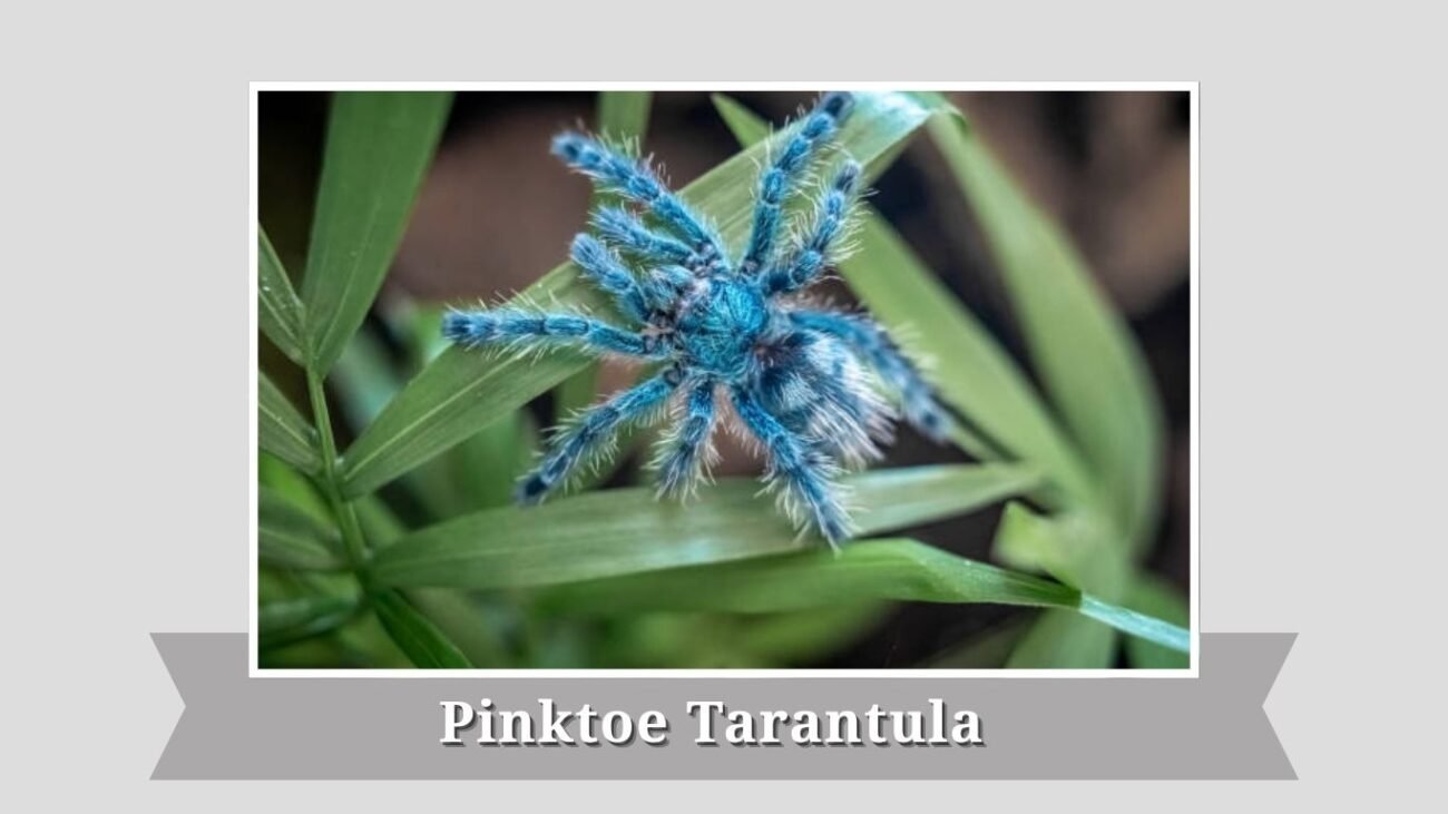 Pinktoe Tarantula