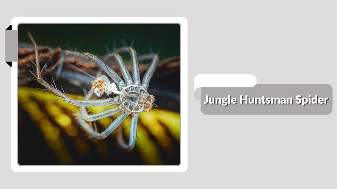 Jungle Huntsman Spider