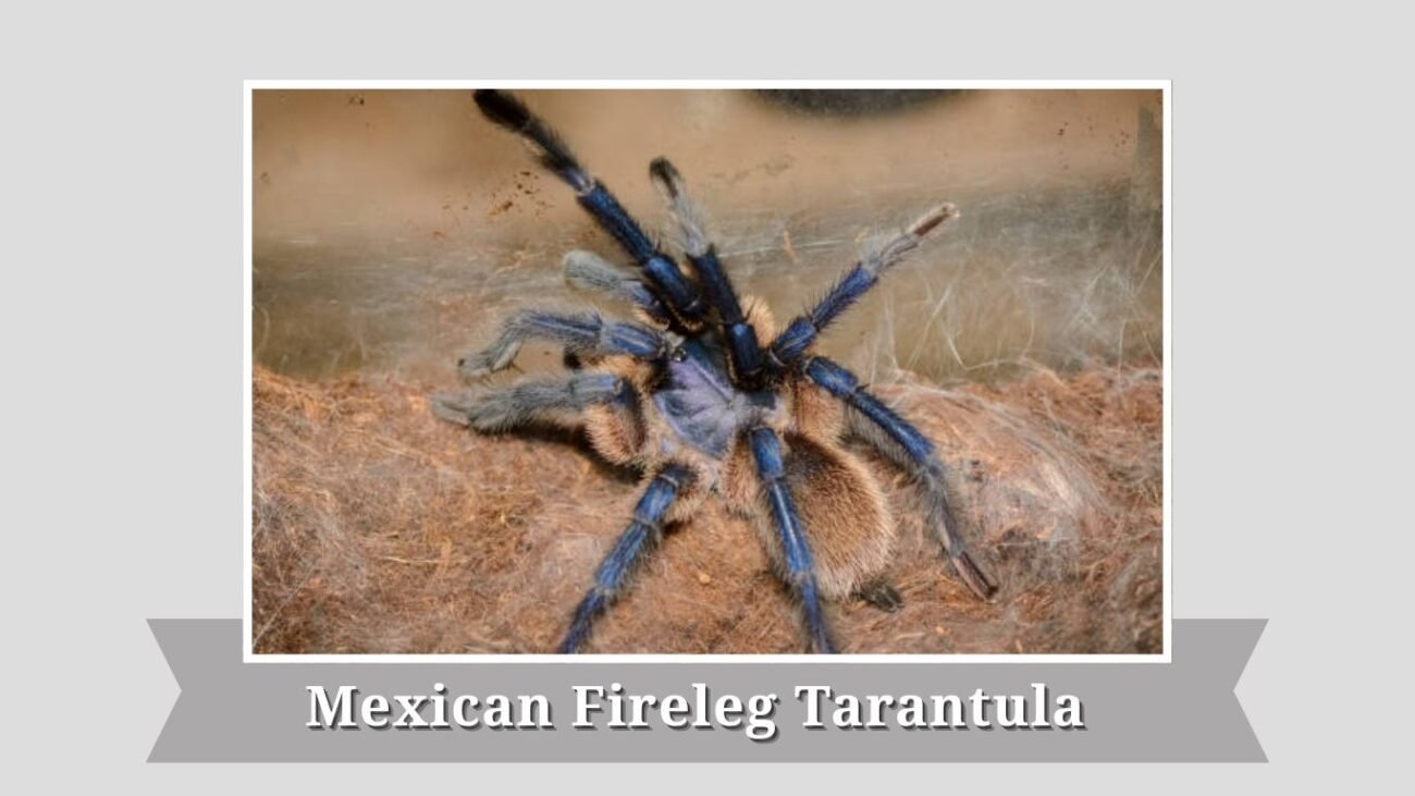 Mexican Fireleg Tarantula
