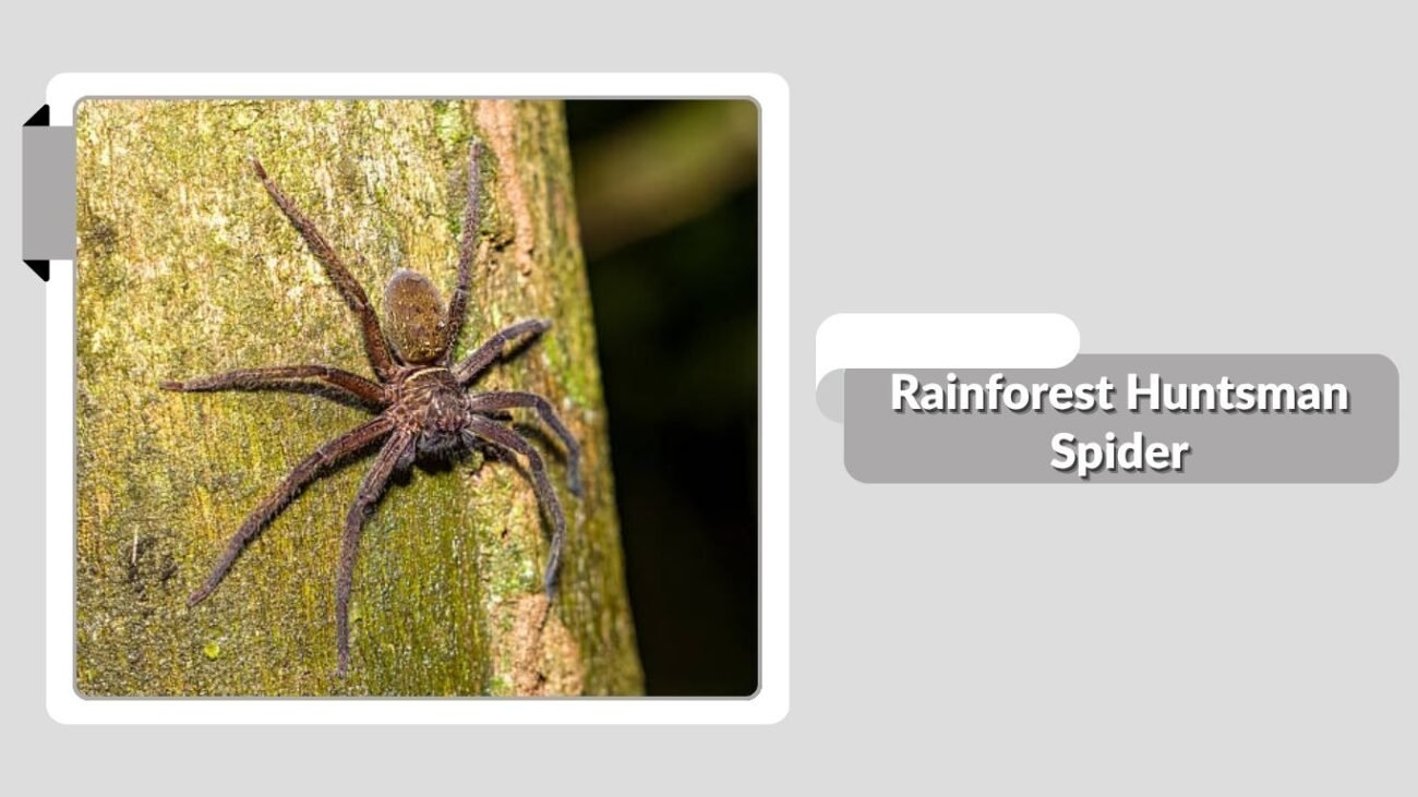 Rainforest Huntsman Spider