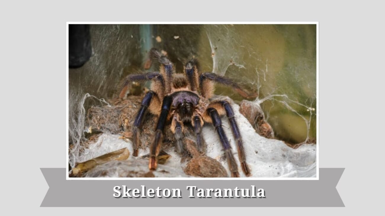 Skeleton Tarantula