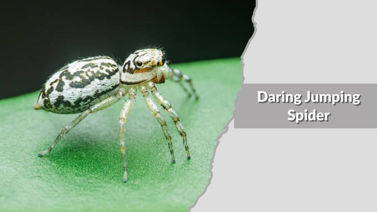 Daring Jumping Spider