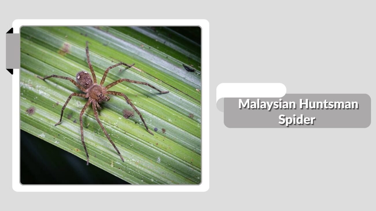 Malaysian Huntsman Spider