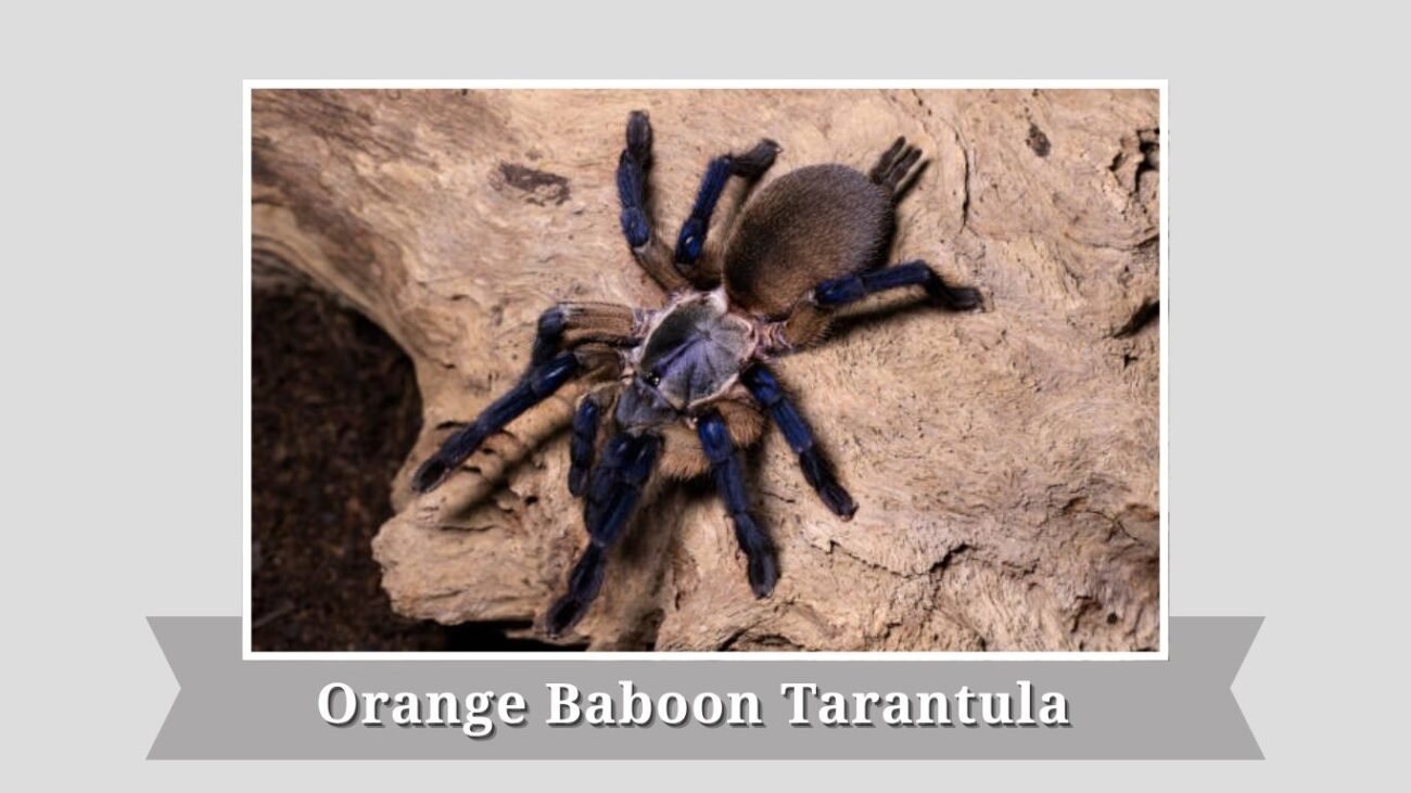 Orange Baboon Tarantula