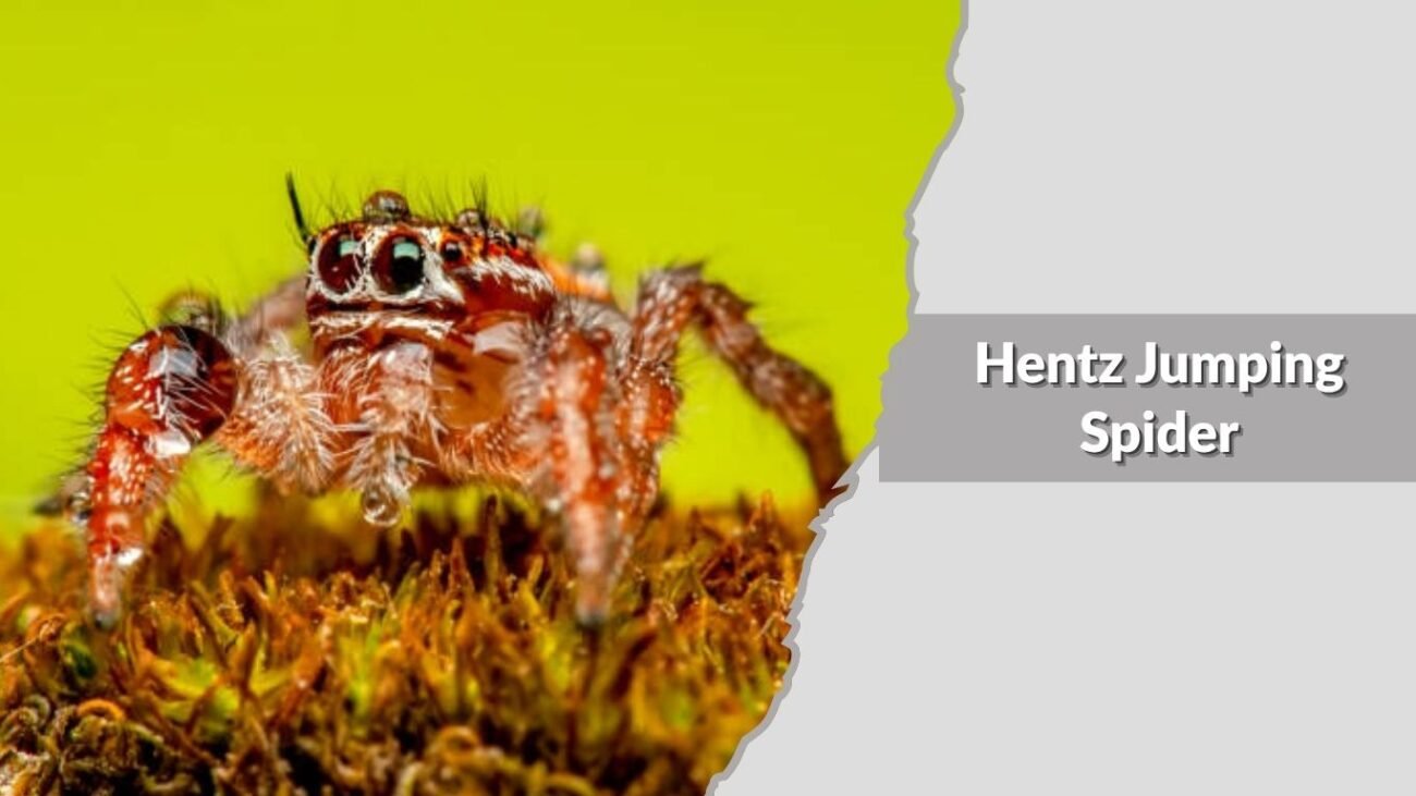 Hentz Jumping Spider