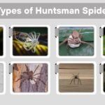 15 Types of Huntsman Spiders: Different Species Identification