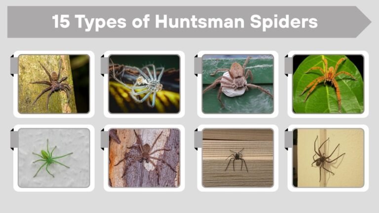 15 Types of Huntsman Spiders: Different Species Identification