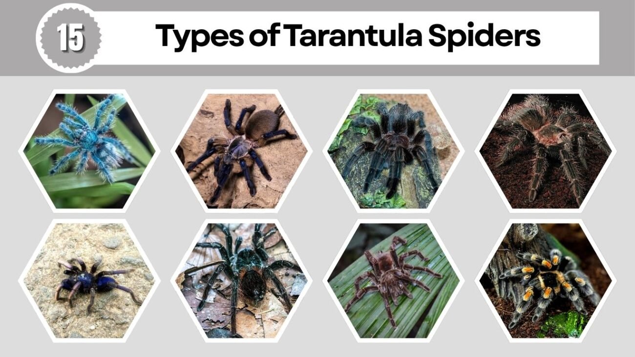 15 Types of Tarantula Spiders: Identification with pictures