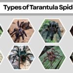 15 Types of Tarantula Spiders: Identification with pictures