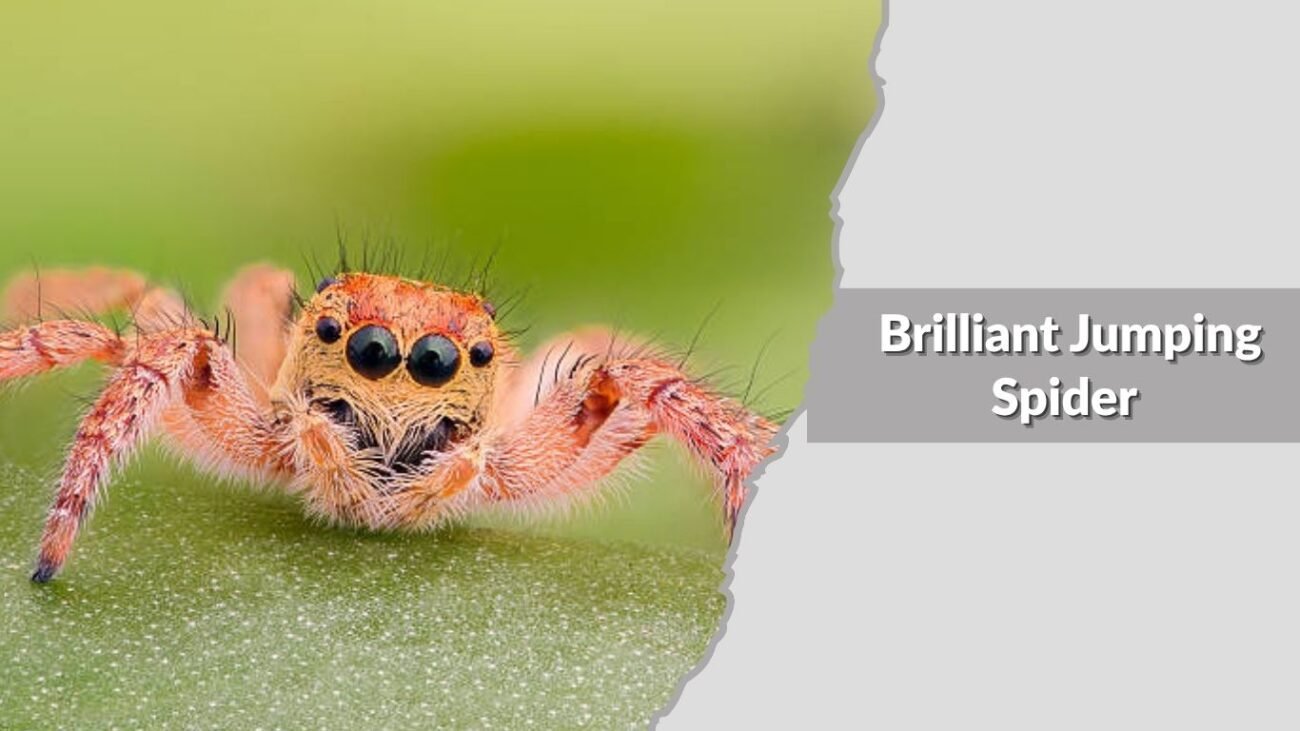  Brilliant Jumping Spider